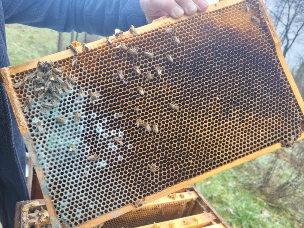 Beginning of spring: A very exciting and critical phase in the bee year.