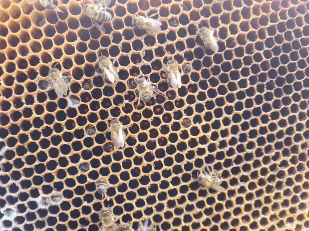 Our winter bees wake up from their light hibernation.